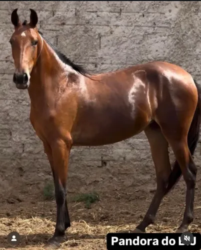 Potra Mangalarga Marchador  R$18.000