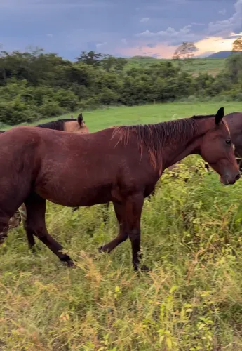 VENDO POTRO 1 ANO QM