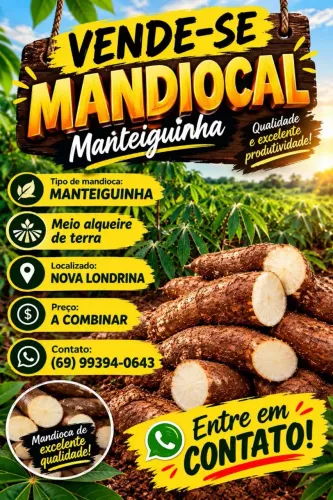 Vendo um mandiocal localizado em nova Londrina Ro nas proximidades de JI-PARANÁ