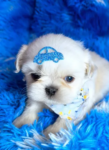 Shih Tzu machinho com entrega gratuita!!