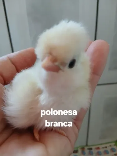 PINTINHOS ORNAMENTAIS