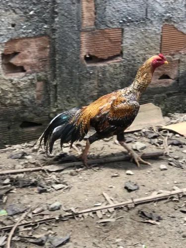 Galo Pedrês