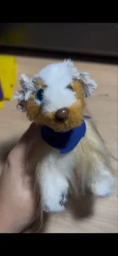 Anuncio cachorrinho para molang