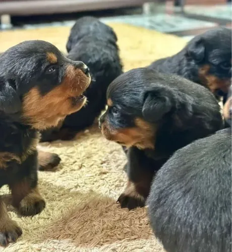 Rottweiler Seu próximo companheiro pode estar te olhando agora