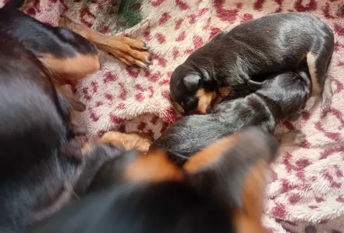 Filhote de pinscher