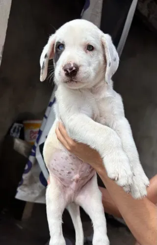 2 filhotes de dálmata machos