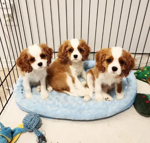 Filhotes de Cavalier King Charles Disponíveis | Compra Segura com Contrato e Suporte