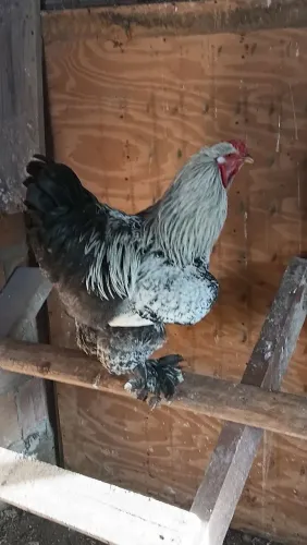 Galo brama 