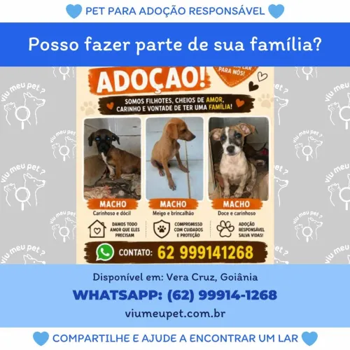 Cachorro pra doação
