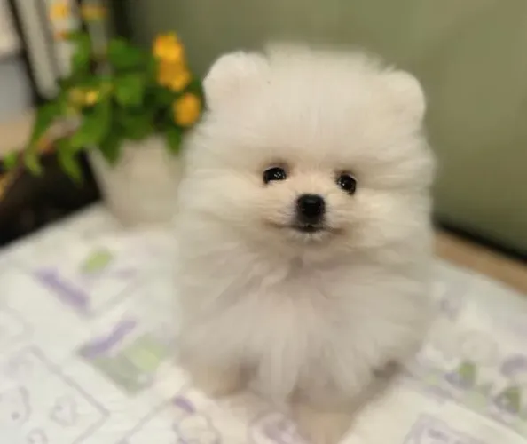 Cachorro Lulu da Pomerania perfeito para presente dos apaixonados.