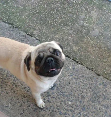 Pug