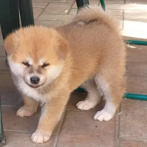 Akita Inu,Akita Inu Filhote Estrutura Perfeita Disponível