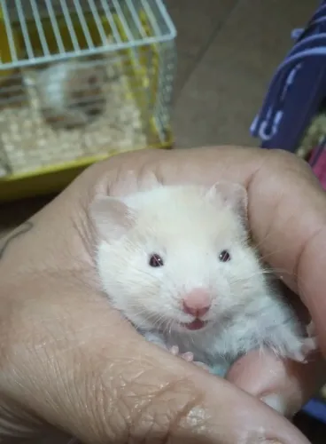 Hamster filhote 