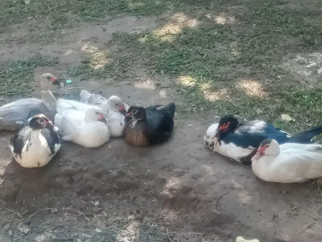 Patos pra vender