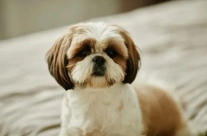 Vendo ou troco uma cadela de shih Tzu