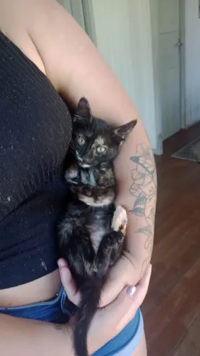 Gatinha para Doação