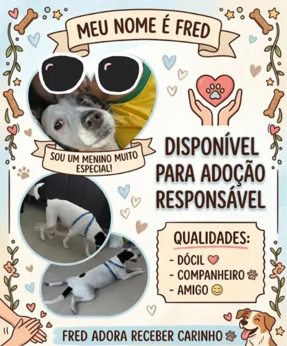 Doação de Cachorro dócil