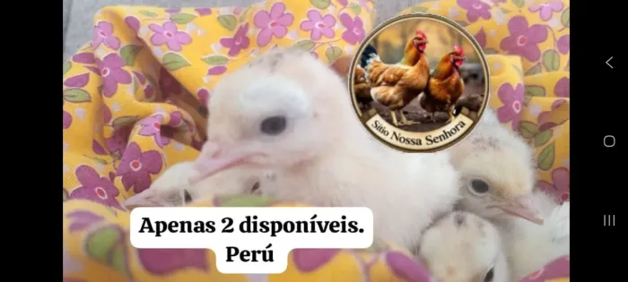Perú filhote