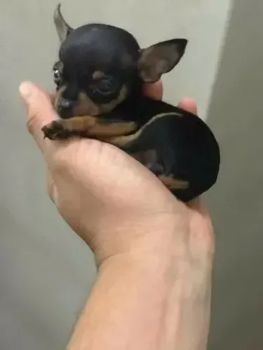 Miudinho pinscher zero