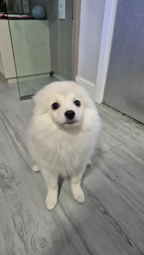 Cachorro Spitz Alemão Macho