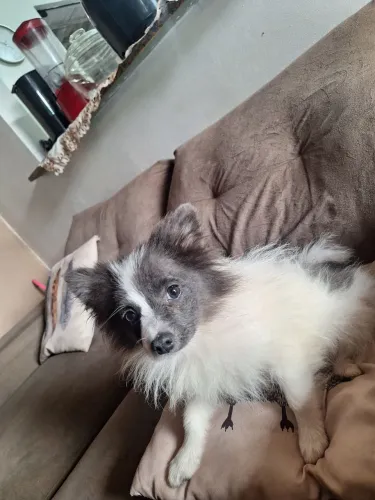 Spitz alemao femea