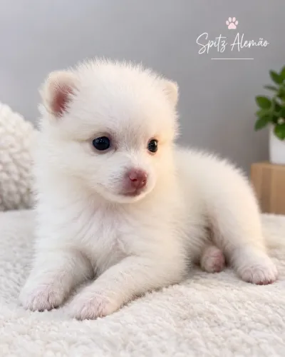 FILHOTE SPITZ ALEMÃO