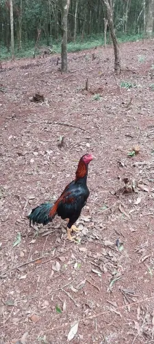 Vendo galo puro