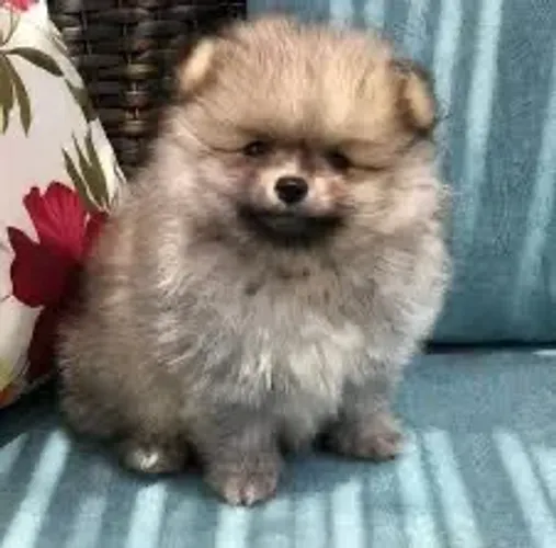 Lulu da pomerania fêmea anã 100% legítima c/ pedigree