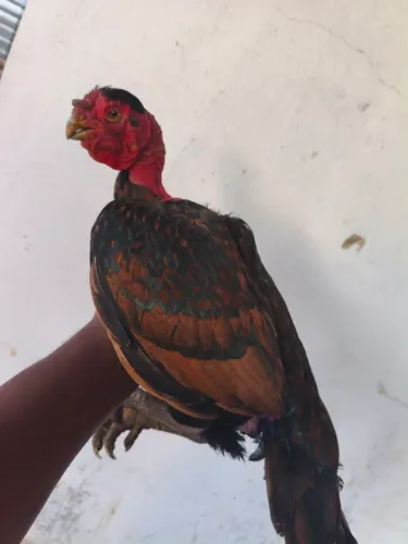 Bico curto