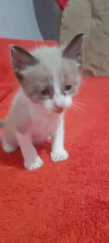 Doação de lindos filhotes 