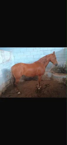 Mangalarga Marchador - 9 anos (Provisório) - Aceito Troca por Quarto de Milha