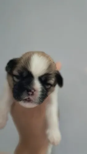 Vendo Shih Tzu puros 4 fêmeas por 700