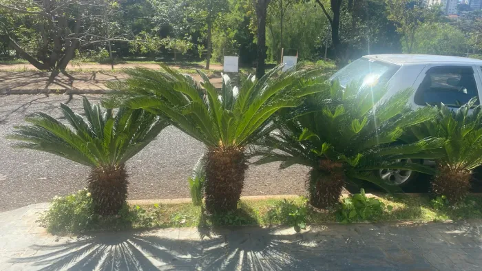 Plantas Cica - tenho 14 unidades