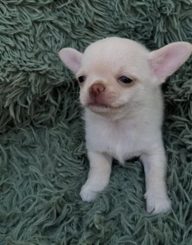 Chihuahua micro pelo longo e curto 