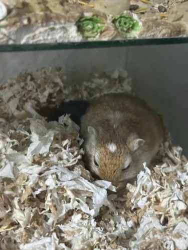 Gerbil / Esquilo da Mongólia Fêmeas 