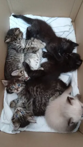 Gato filhote Doação - 1 mês 