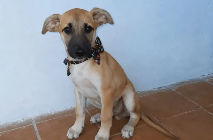 Adoção responsável para o Max
