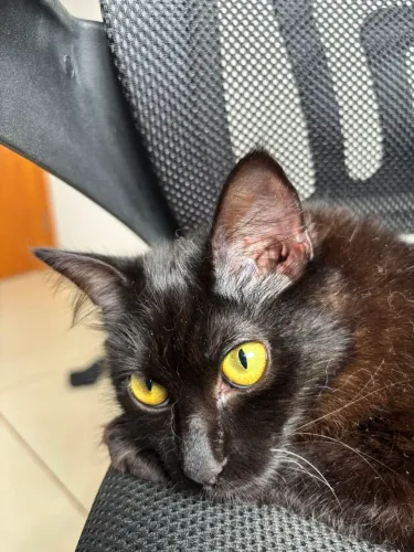 Gata mistura de persa com siamês