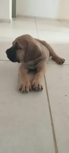 Filhote de fila brasileiro
