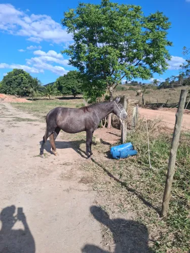 ÉGUA MANGALARGA