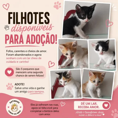 Gatinhos para adoção 