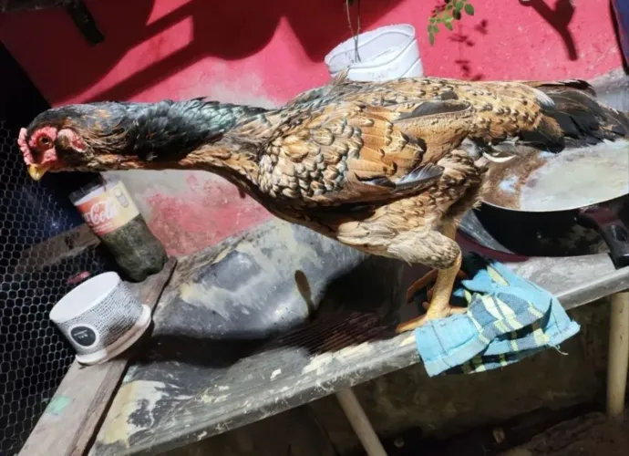 Galinha mura moura franga