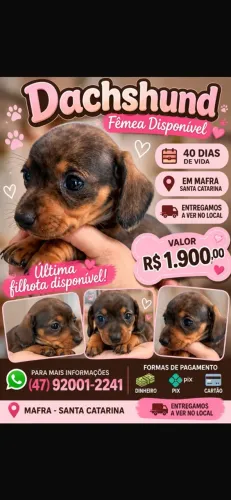 Dachushund