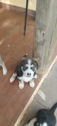 Vendo Pitbull misturado com husky siberiano 