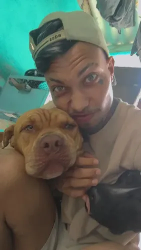 Doação de um American Bully 