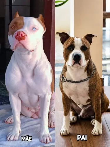 Filhotes de PITBULL à venda ! 7 Fêmeas e 5 Machoso