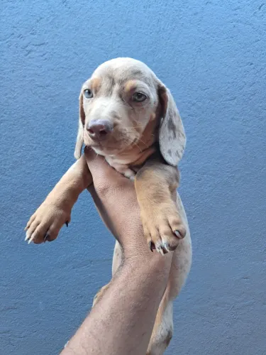 Filhote Chocolate Merle Macho Disponível 