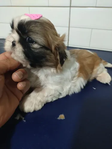 Fêmea linda