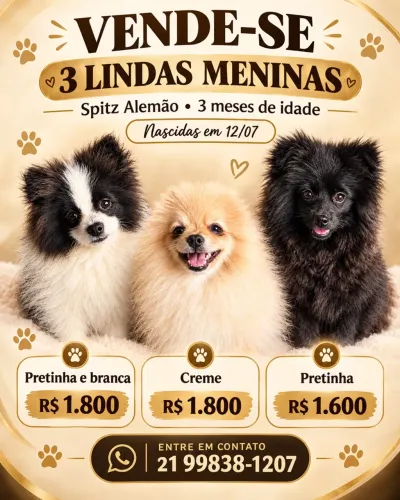 Splitz alemão 