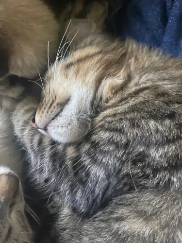 Doa-se filhotes de gatinhos